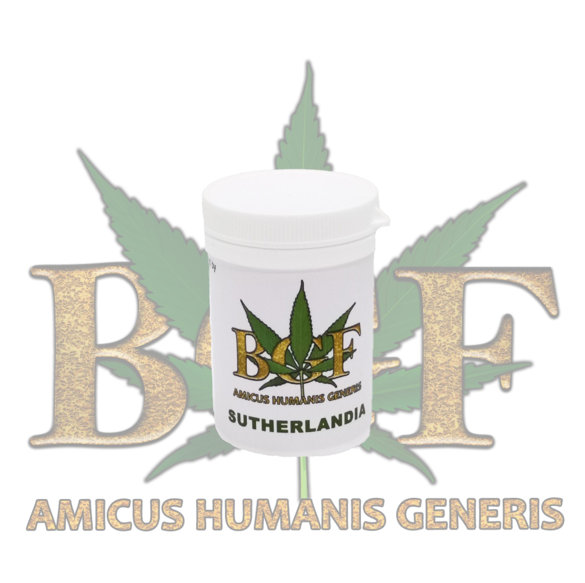 Sutherlandia - Image 2